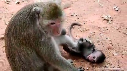 Funny Monkey Weaning Her Baby Monkey First Time