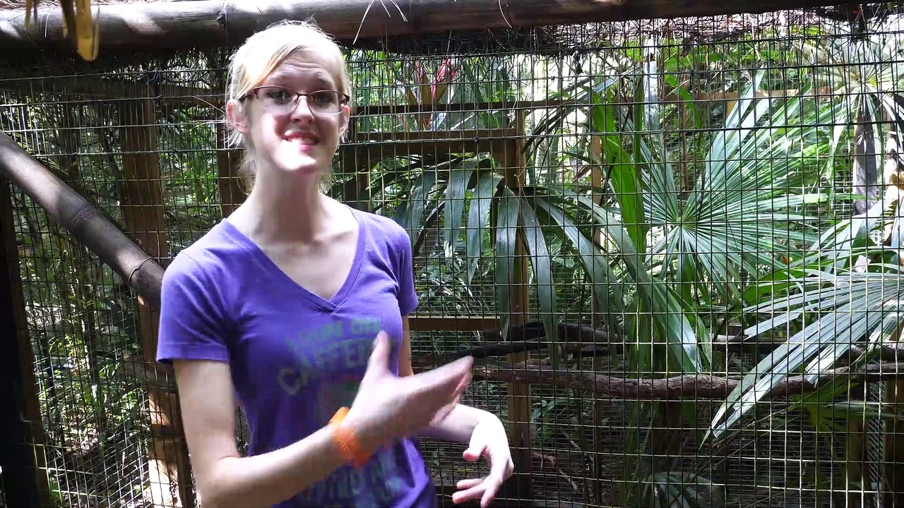 Touring the Belize Zoo!