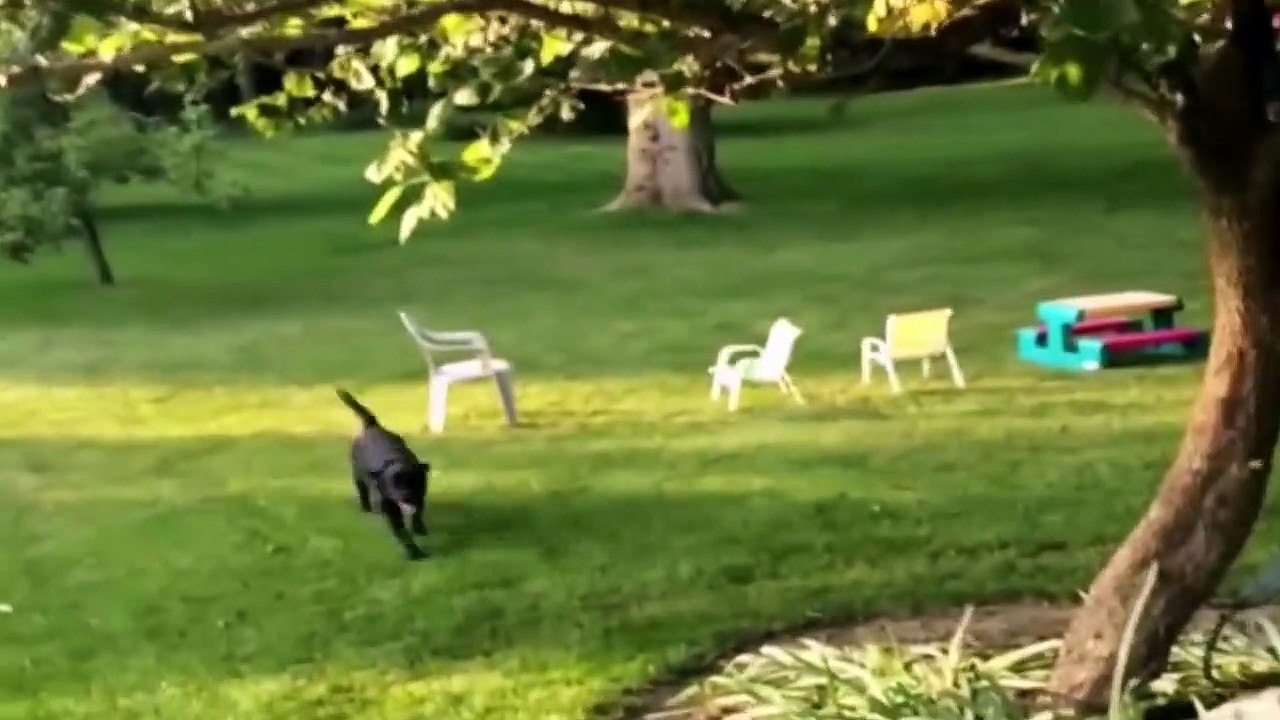 Best Cute Funny Animals