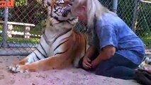 Florida(USA) Woman Keeps Royal Bengal Tigers & White Tiger In Her Garden