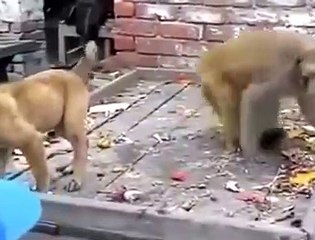 Monkey Fighting With Dog And Funny Too