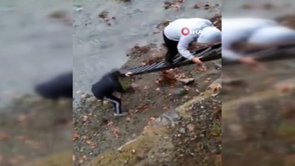 Osmaniye'de horozu kurtarma operasyonu