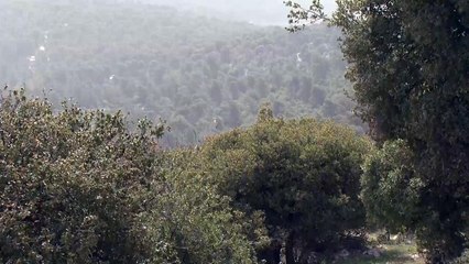 محمية غابات عجلون.. ارتقاء إلى العالمية رغم المخاطر