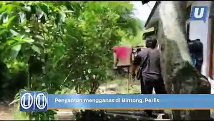 Penyamun mengganas di Bintong, Perlis