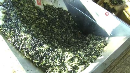Zeytinyağındaki Bolluk Fiyatları Düşürdü