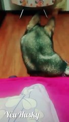 FUNNY ANIMAL || WHAT THE HELL HUSKY PART 1?? | HUSKY CHINA