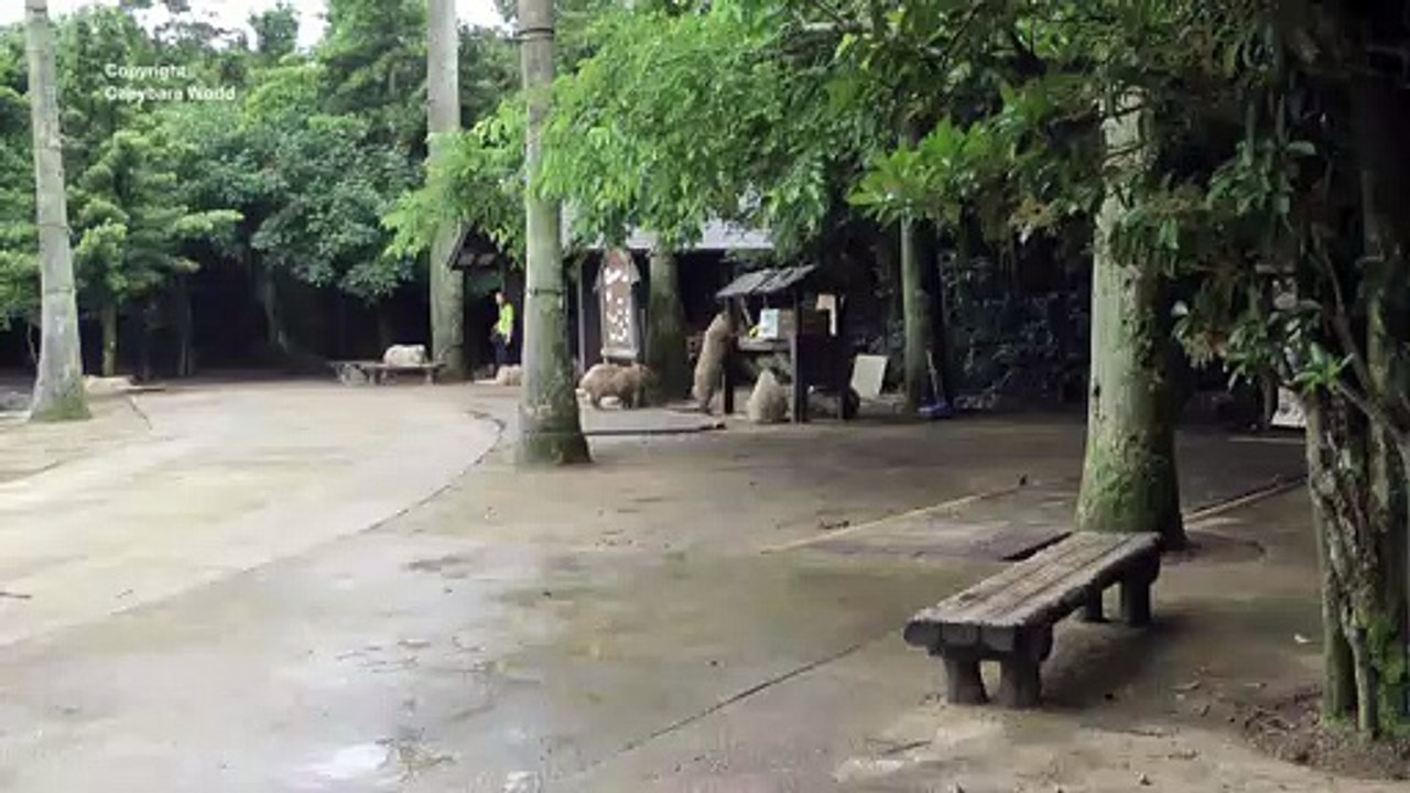 Choco Looks So Cute As He Steals The Swan Pellets