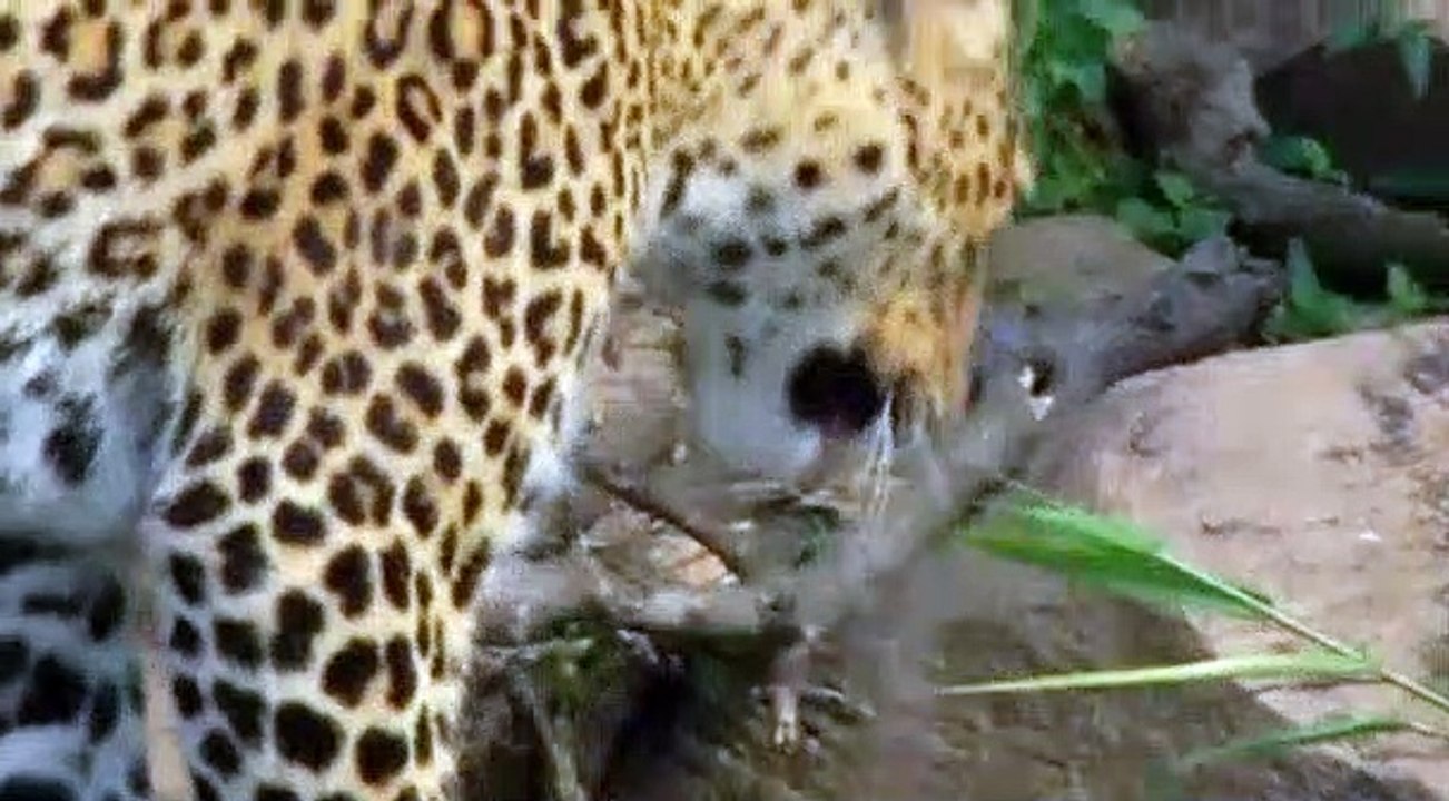 Born.in.Africa.S01E02