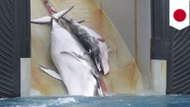 Japan announces plans to resume commercial whaling
