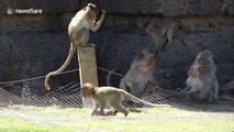 How do I look? Monkey steals tourist's sunglasses, tries them on for size