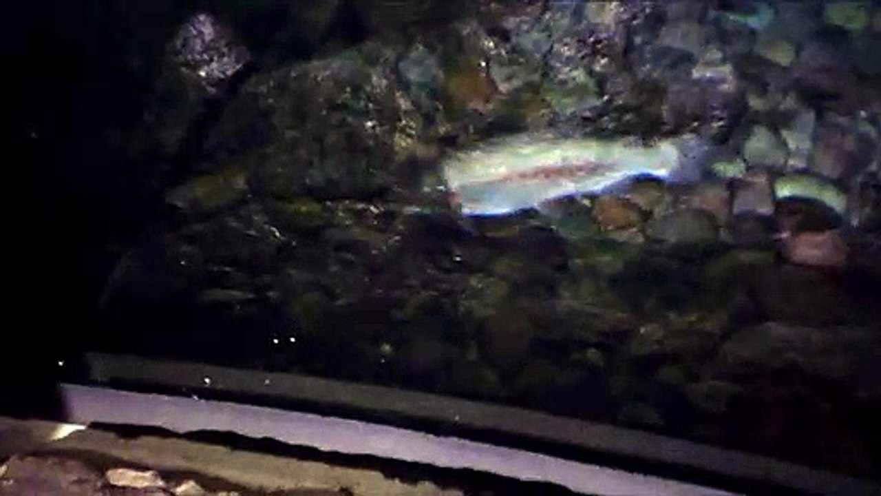 SLOW MOTION 78.FISHING DREAMS COME TRUE.