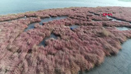 İzmir Flamingo Çetesi