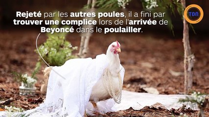 Deux poules se marient
