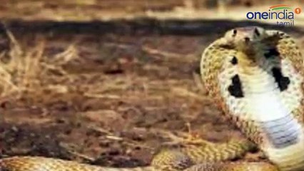 நாகப்பாம்பை மருத்துவமனைக்கு  கொண்டு வந்த நபரால் பரபரப்பு-வீடியோ