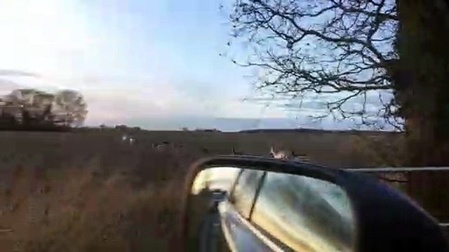 White deer spotted: Stunning moment albino animals are caught on camera in UK's Suffolk