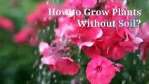 Plantgrowpick | How to Grow Plants Without Soil?