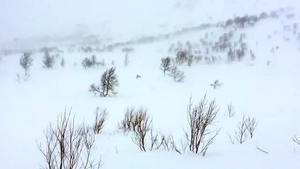 Un glouton s'en prend à un renne en Norvège... Impressionnant