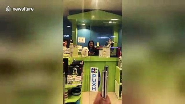 Wag that tail! Clingy Maltese puppy ecstatic to see his human