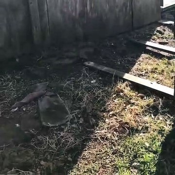 Ce qu'il trouve dans la cabane est dingue... beaucoup de serpents