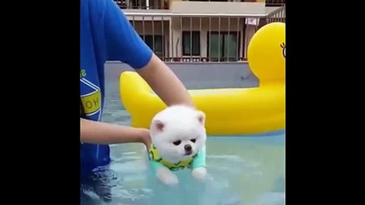 Cute Pomeranian Puppies - Cutest Dogs Videos Compilation