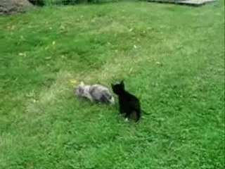 Eliza & Nougatine: A Gourmet Experience 🍽️