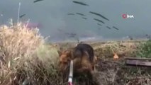 Su Kanala Düşen Köpek Kurtarıldı