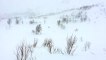 Un glouton attaque un renne au cœur d'une tempête de neige !