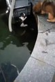 Un chien sauve un chat qui allait se noyer