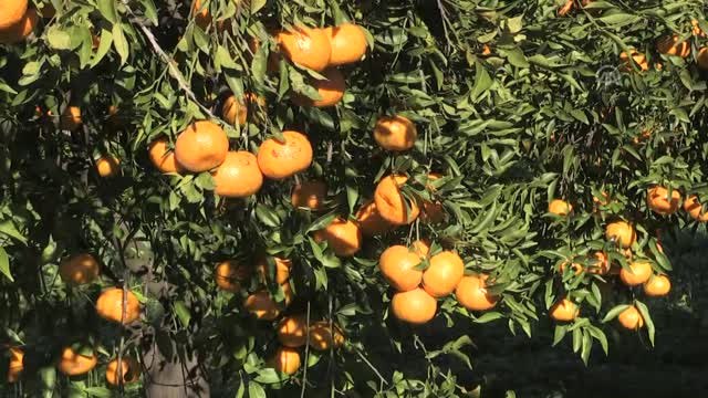 Bodrum Mandalina Hasat Festivaline Doğru
