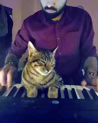 Ce chat joue du piano avec son maître et devient une véritable star sur Internet !