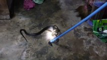 Python And King Cobra Found Entwined During Fight On Shop Floor