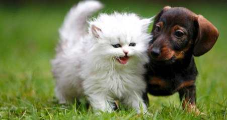 Birleşik Krallık'ta Kedi ve Köpek Satışı Yasaklanıyor