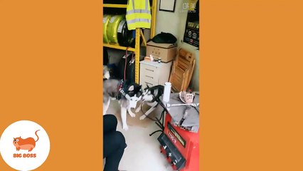 Cute Dogs and Cats - Funny Cats and Dogs Videos