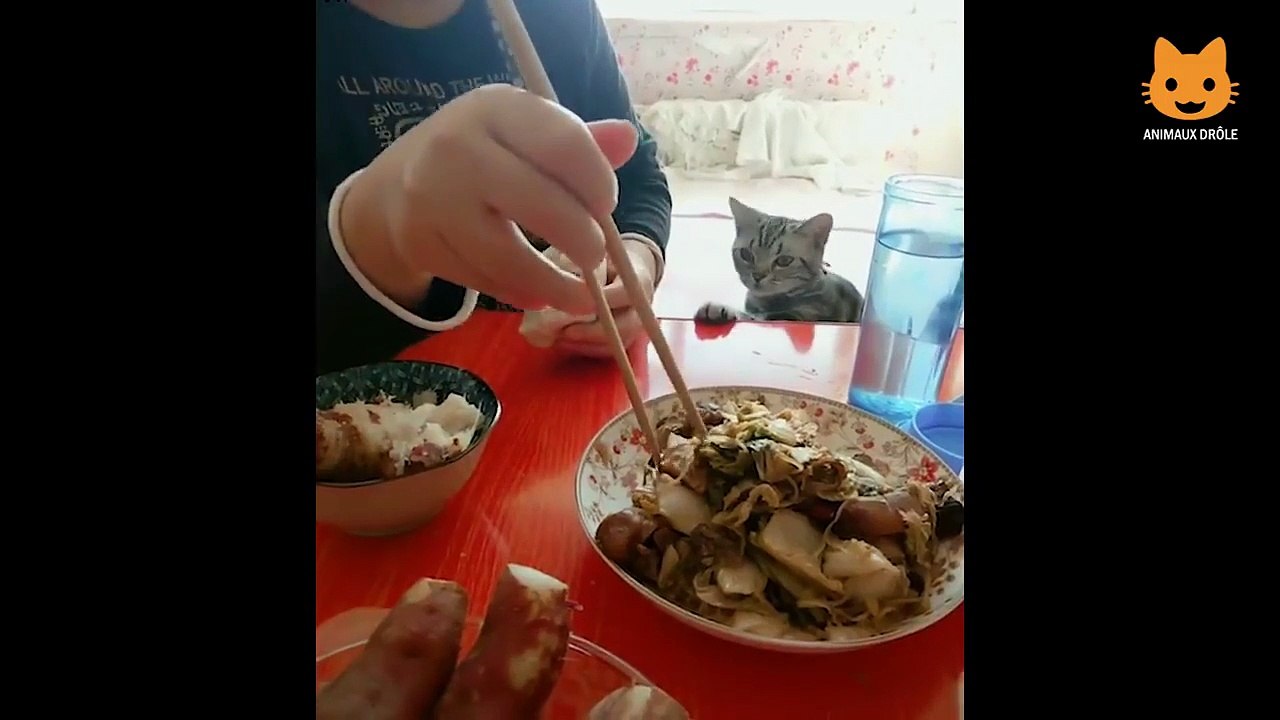 Essayer De Ne Pas Rire - Vidéos Drôles de Chats et de Chiens