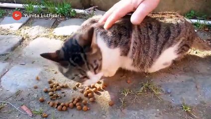 Mengapa Kucing Darah Tinggi Sering Marah-Marah? Temukan Alasannya! 🐱