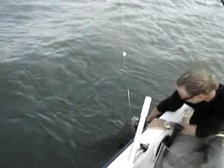 Suite silure de michel  et Juien