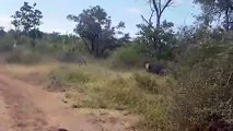 Mother Buffalo Angry when Lion attack her Baby - Lion vs Buffalo Battle
