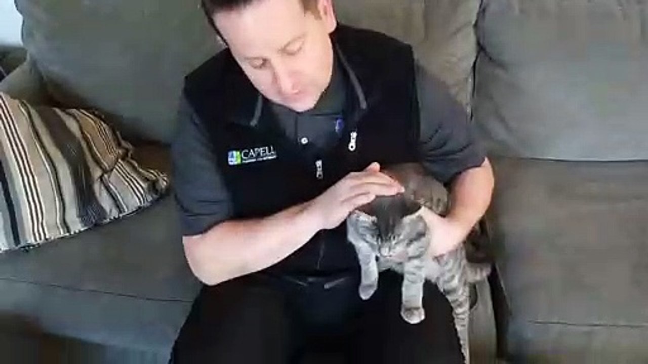 Hardwood Floors and Pets...Capell Flooring and Interiors