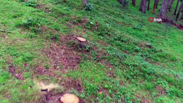 Atatürk Köşkü Ormanı’nda 12 dişli çam kabuk böceğinin kuruttuğu ağaçların kesimlerine başlandı...Atatürk Köşkü Ormanı havadan görüntülendi