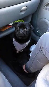 Срочно экзорциста!