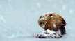 Otter Loses Cub in Freezing Waters - Spy In The Snow - BBC Earth -