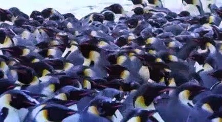 Emperor Penguin Mourns the Death of Chick - BBC Earth -