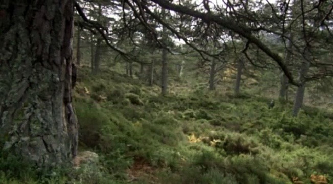 Capercaillie- The Bizarre Grouse of the Scottish Highlands - BBC Earth