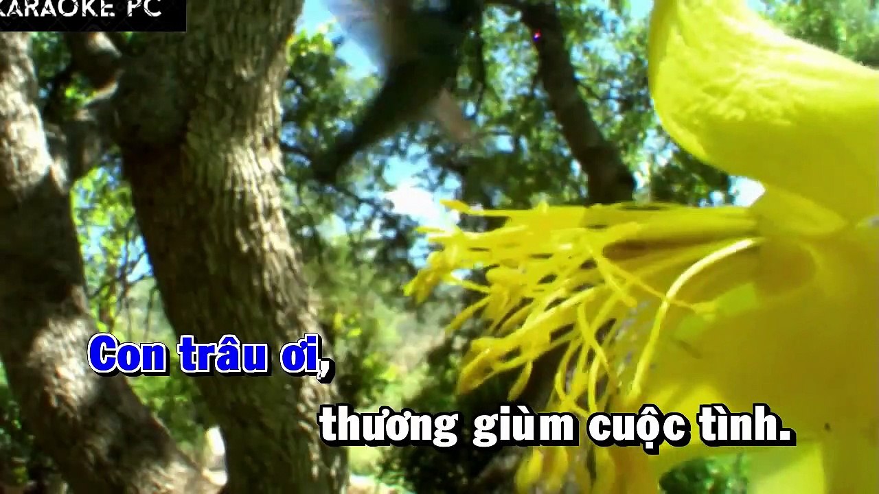 Karaoke Bông Bí Vàng - Hương Lan