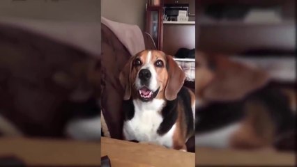 Funny Talking Dogs Compilation 2016 - Talking Dog Videos
