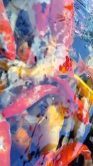 Carpe commune avec un joyeux Noël