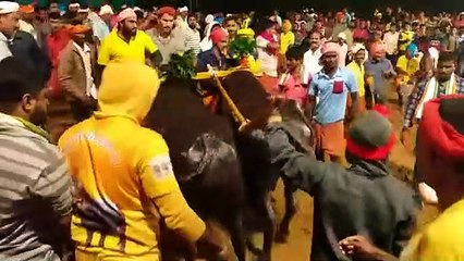 لن تتخيل المشهد.. سباق الجاموس في الهند