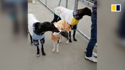 Dogs destined for slaughterhouse in China rescued, given Christmas jumpers
