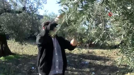 Zeytin Ağaçlarını Afrin Şehitlerinin Ailelerine Hediye Etti