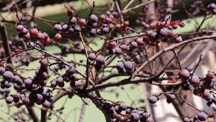 Erzurum'da Kış, İlçesi Olur'da Bahar Havası